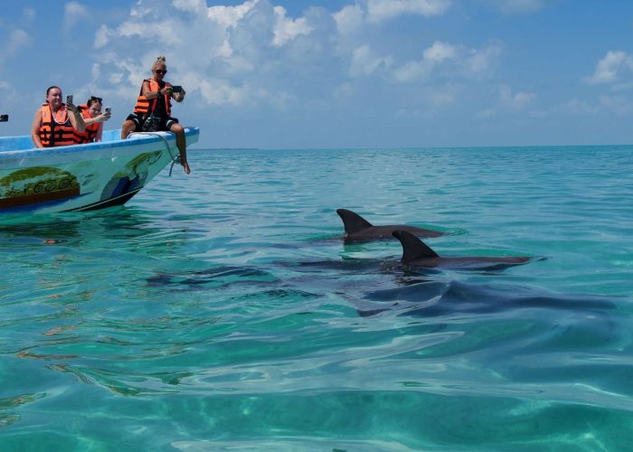 Dolphin encounter in Sian Ka'an